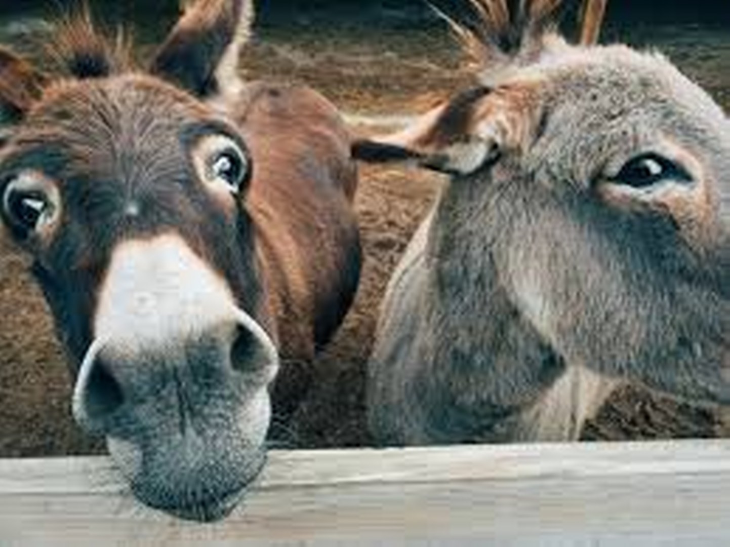 Peyia asiliukų ferma atsisiųsti 1442x1080