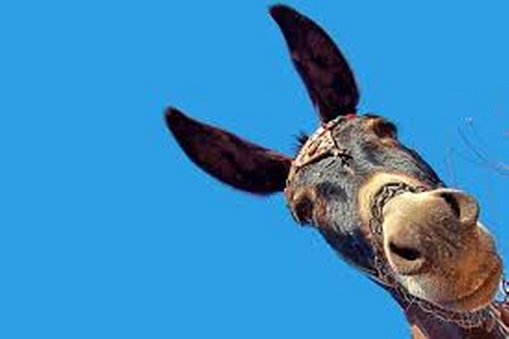 Peyia asiliukų ferma images (2) 1623x1080