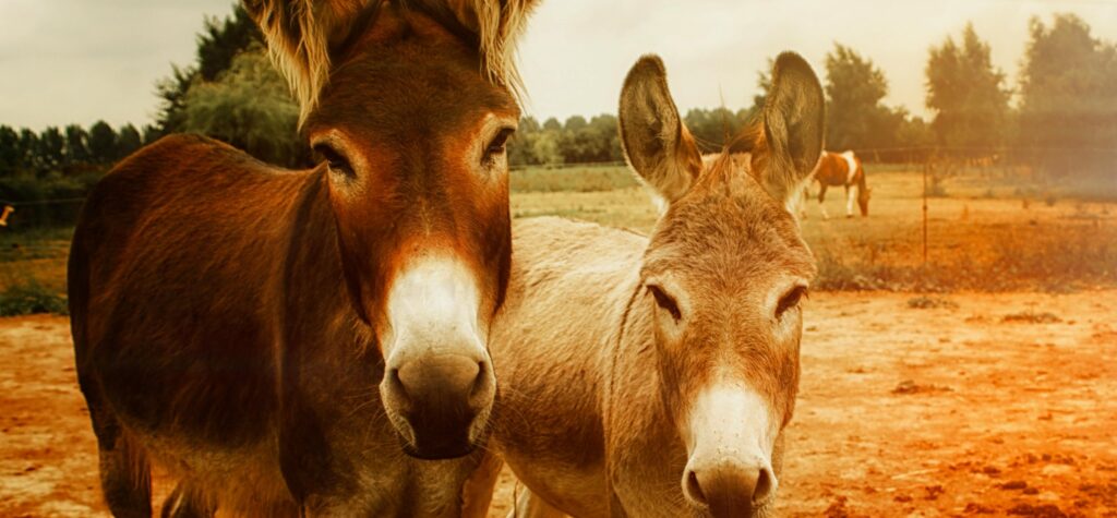 pexels chris carroll 206664 768078 2050x950