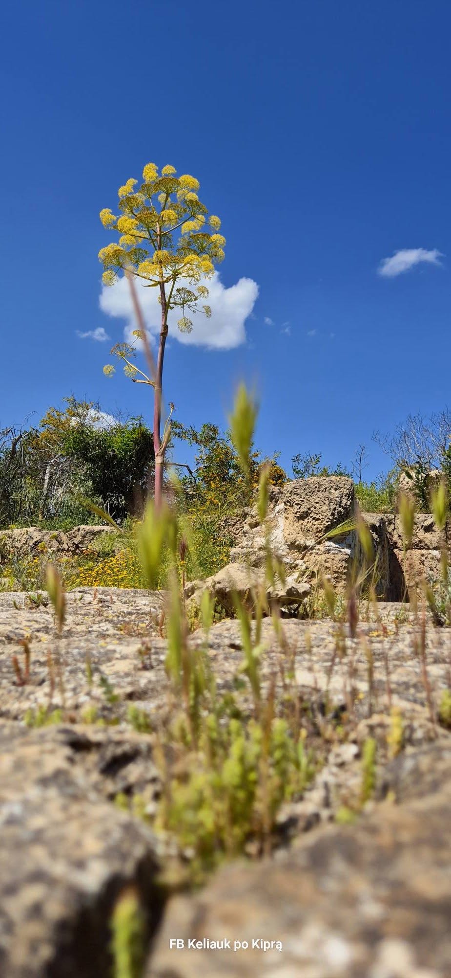 Kelionė į Šiaurės Kiprą 671161863 27049977517939312 2672253974205291435 n