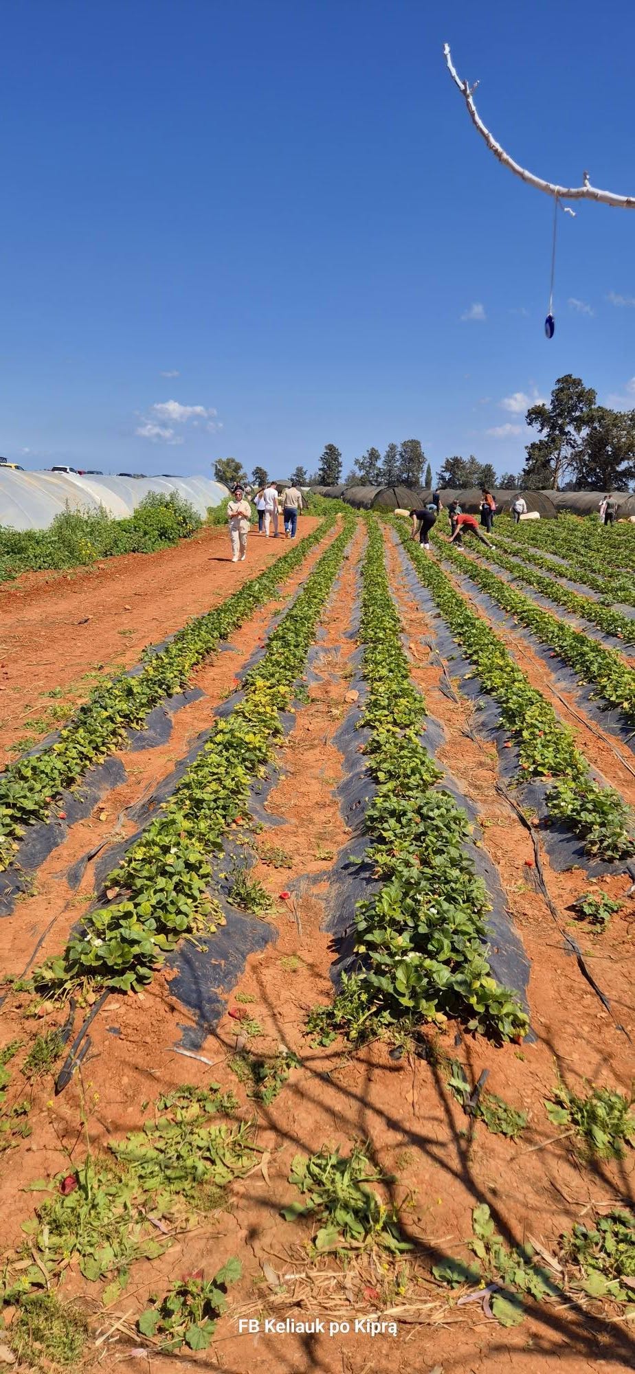 Kelionė į Šiaurės Kiprą 671192556 27049974727939591 4276697011190471003 n