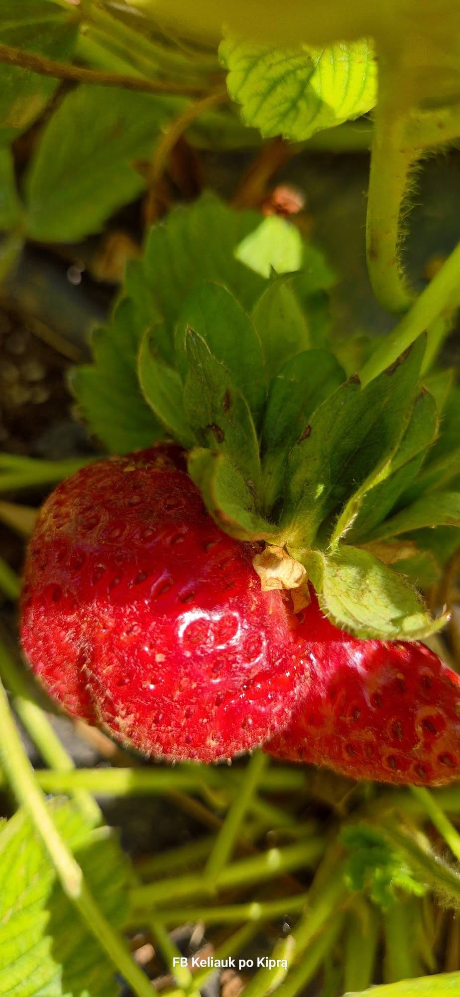 Kelionė į Šiaurės Kiprą 671603169 27049974277939636 7357270453502734991 n