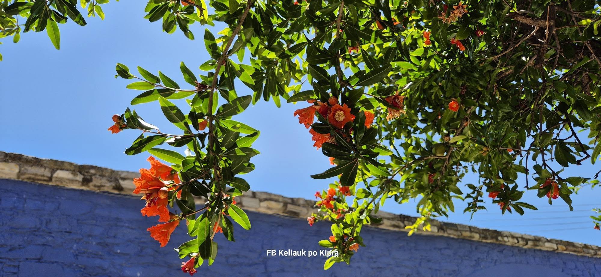 Lefkaros kaimas 772391860 28494109553526094 7446926831858636380 n